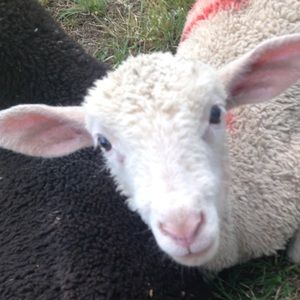 Meet your Posher, Carlene